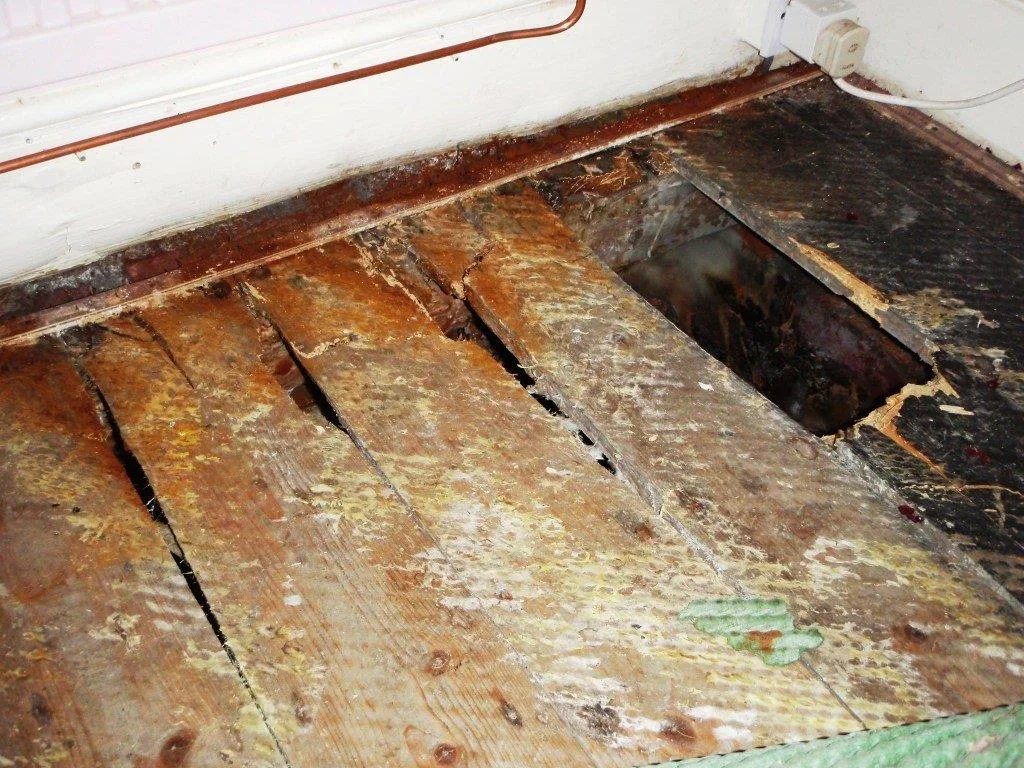 Dry rot spread across floorboards with fungal growth visible