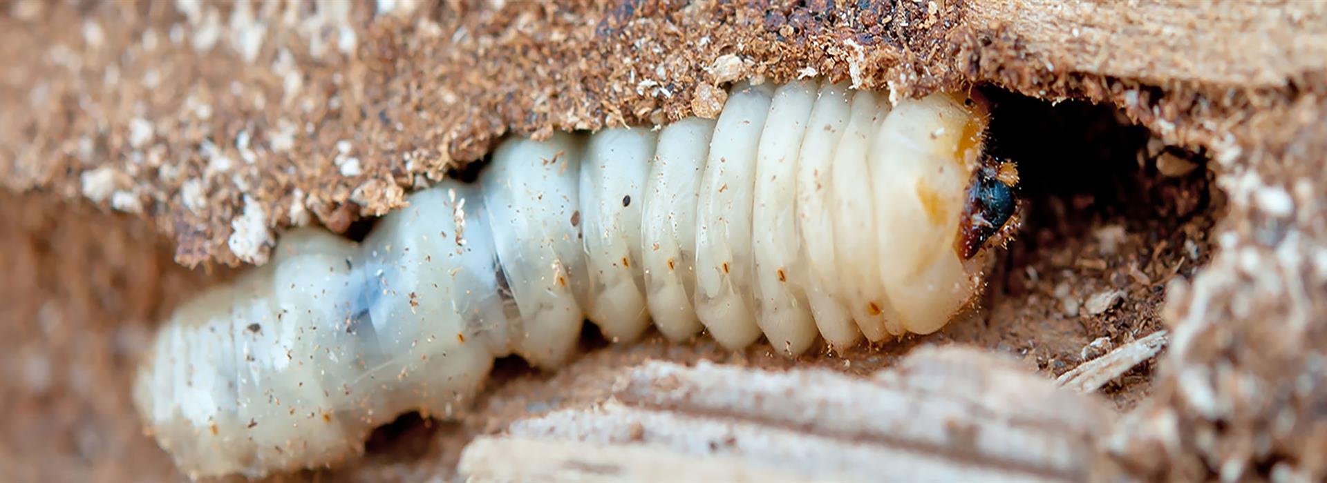 Close-up of a woodworm larva boring through timber